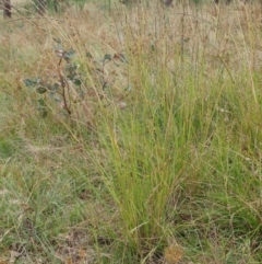 Sporobolus creber (Slender Rat's Tail Grass) at Molonglo Valley, ACT - 1 Mar 2022 by sangio7