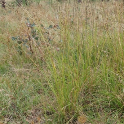 Sporobolus creber (Slender Rat's Tail Grass) at Molonglo Valley, ACT - 1 Mar 2022 by sangio7