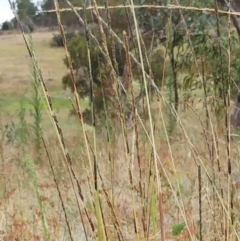 Sporobolus creber at Molonglo Valley, ACT - 1 Mar 2022 11:18 AM