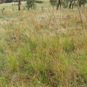 Sporobolus creber at Molonglo Valley, ACT - 1 Mar 2022 11:18 AM