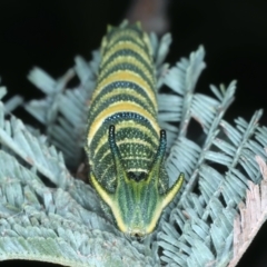 Charaxes sempronius at Coree, ACT - 28 Feb 2022