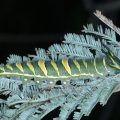 Charaxes sempronius at Coree, ACT - 28 Feb 2022 12:35 PM