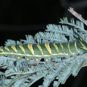 Charaxes sempronius at Coree, ACT - 28 Feb 2022