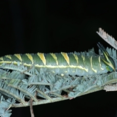 Charaxes sempronius at Coree, ACT - 28 Feb 2022 12:35 PM