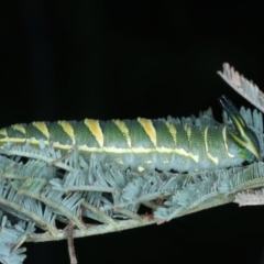 Charaxes sempronius at Coree, ACT - 28 Feb 2022