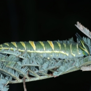 Charaxes sempronius at Coree, ACT - 28 Feb 2022