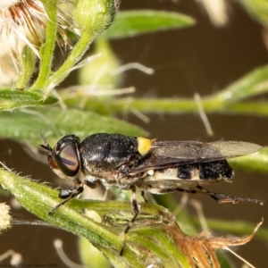 Odontomyia hunteri at Red Hill, ACT - 1 Mar 2022