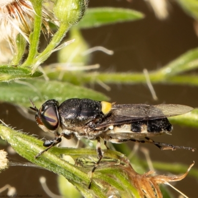 Odontomyia hunteri (Soldier fly) at Red Hill, ACT - 1 Mar 2022 by Roger