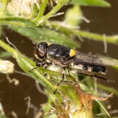 Odontomyia hunteri at Red Hill, ACT - 1 Mar 2022