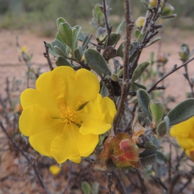 Hibbertia obtusifolia (Grey Guinea-flower) at Tennent, ACT - 9 Nov 2021 by MichaelBedingfield