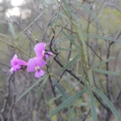 Glycine clandestina (Twining Glycine) at Tennent, ACT - 9 Nov 2021 by michaelb