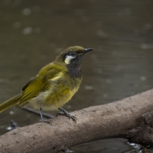 Nesoptilotis leucotis at Paddys River, ACT - 1 Mar 2022 12:38 PM