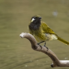 Nesoptilotis leucotis at Paddys River, ACT - 1 Mar 2022