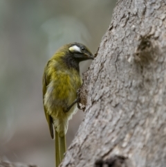 Nesoptilotis leucotis at Paddys River, ACT - 1 Mar 2022