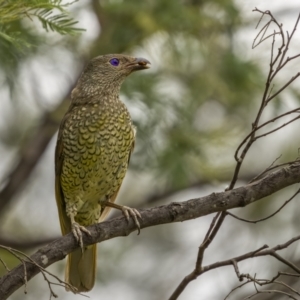 Ptilonorhynchus violaceus at Paddys River, ACT - 1 Mar 2022 02:15 PM