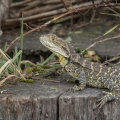 Intellagama lesueurii howittii (Gippsland Water Dragon) at Paddys River, ACT - 1 Mar 2022 by trevsci