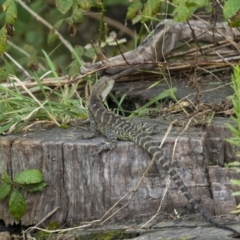 Intellagama lesueurii howittii at Paddys River, ACT - 1 Mar 2022 01:55 PM