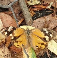 Heteronympha merope at Acton, ACT - 2 Mar 2022 01:01 PM