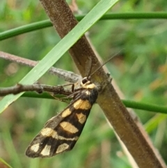 Asura lydia (Lydia Lichen Moth) at Acton, ACT - 2 Mar 2022 by LD12