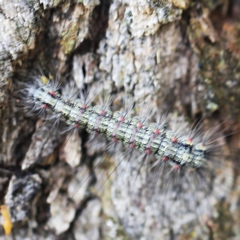 Anestia (genus) (A tiger moth) at Sullivans Creek, O'Connor - 26 Feb 2022 by ibaird