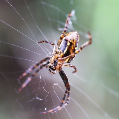 Plebs bradleyi (Enamelled spider) at O'Connor, ACT - 27 Feb 2022 by ibaird