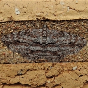 Didymoctenia exsuperata at Wanniassa, ACT - 2 Mar 2022