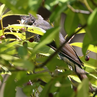 Ptilonorhynchus violaceus (Satin Bowerbird) at Yarrangobilly, NSW - 14 Feb 2022 by jb2602