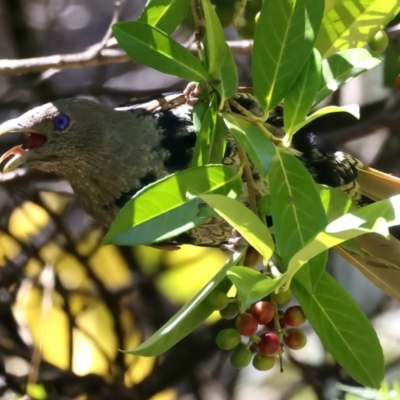 Ptilonorhynchus violaceus (Satin Bowerbird) at Kosciuszko National Park - 14 Feb 2022 by jb2602