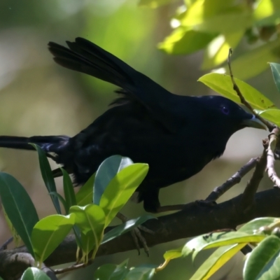 Ptilonorhynchus violaceus (Satin Bowerbird) at Kosciuszko National Park - 14 Feb 2022 by jb2602