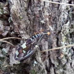 Porismus strigatus (Pied Lacewing) at Gowrie, ACT - 2 Mar 2022 by ET