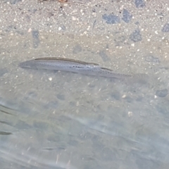 Misgurnus anguillicaudatus at Kaleen, ACT - 1 Mar 2022 07:13 AM