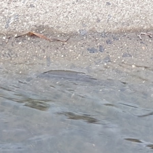 Misgurnus anguillicaudatus at Kaleen, ACT - 1 Mar 2022 07:13 AM