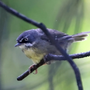 Sericornis frontalis at Yarrangobilly, NSW - 14 Feb 2022 10:16 AM