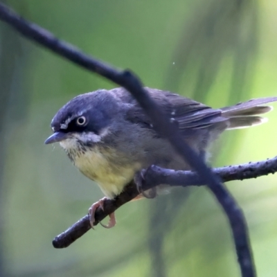 Sericornis frontalis (White-browed Scrubwren) at Yarrangobilly, NSW - 13 Feb 2022 by jb2602