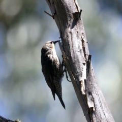 Cormobates leucophaea at Pinbeyan, NSW - 14 Feb 2022