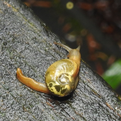 Mysticarion porrectus (Golden Semi-slug) at Acton, ACT - 2 Mar 2022 by HelenCross