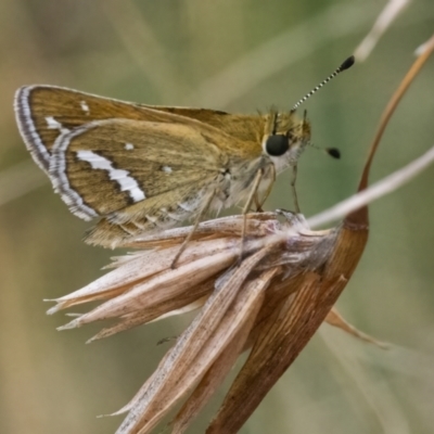 Taractrocera papyria (White-banded Grass-dart) at Googong, NSW - 1 Mar 2022 by WHall