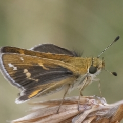 Taractrocera papyria at Googong, NSW - 1 Mar 2022