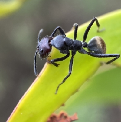 Camponotus suffusus (Golden-tailed sugar ant) at Mount Jerrabomberra QP - 2 Mar 2022 by Steve_Bok