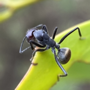 Camponotus suffusus at Jerrabomberra, NSW - 2 Mar 2022 11:22 AM