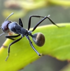 Camponotus suffusus at Jerrabomberra, NSW - 2 Mar 2022 11:22 AM