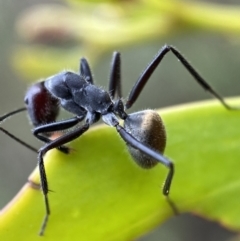 Camponotus suffusus at Jerrabomberra, NSW - 2 Mar 2022 11:22 AM