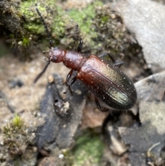 Ecnolagria grandis (Honeybrown beetle) at Mount Jerrabomberra QP - 2 Mar 2022 by Steve_Bok