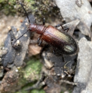 Ecnolagria grandis at Jerrabomberra, NSW - 2 Mar 2022 11:44 AM