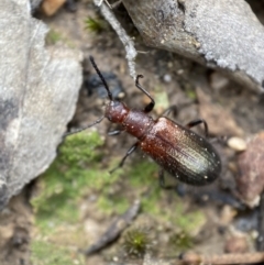 Ecnolagria grandis at Jerrabomberra, NSW - 2 Mar 2022 11:44 AM