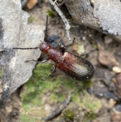 Ecnolagria grandis at Jerrabomberra, NSW - 2 Mar 2022 11:44 AM