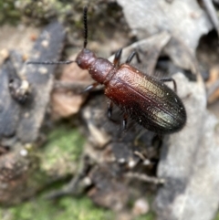 Ecnolagria grandis at Jerrabomberra, NSW - 2 Mar 2022 11:44 AM