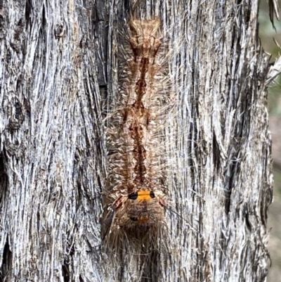 Pinara cana (Neat Pinara) at Mount Jerrabomberra QP - 2 Mar 2022 by Steve_Bok