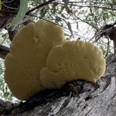 Laetiporus portentosus (White Punk) at Mount Jerrabomberra QP - 2 Mar 2022 by Steve_Bok