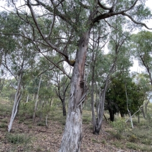 Laetiporus portentosus at Jerrabomberra, NSW - 2 Mar 2022 11:37 AM